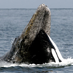 NHKスペシャル「大海原の決闘！クジラ対シャチ」: 閉じた僕の世界